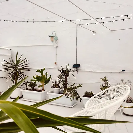 Cool Canaria